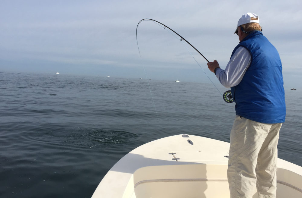 June is a great month for fishing Barnstable Harbor - Salty Fly